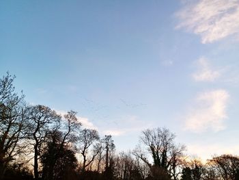 Low angle view of silhouette trees against sky