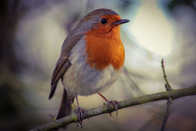 Close-up of robin perching on branch