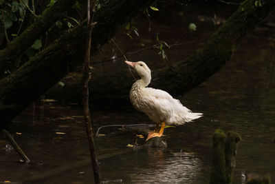 Bird perching on a tree