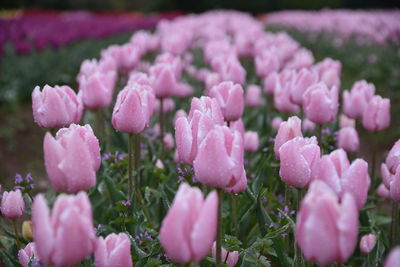 Close-up of pink flowers on field