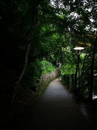 Empty footpath amidst trees in forest