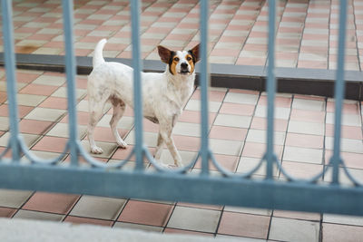 Portrait of dog seen through fence