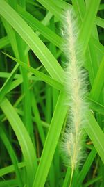 Close-up of plant growing on field