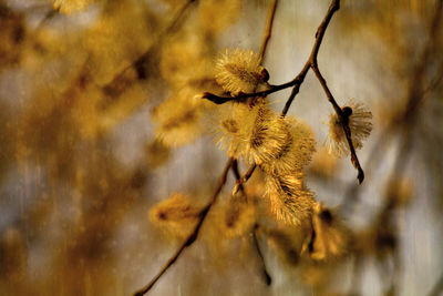 Close-up of plant against blurred background