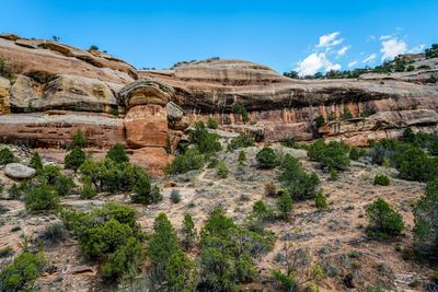 Plants growing on rock against sky