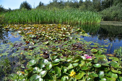 Water lily in lake