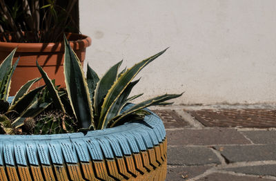 Close-up of potted plant against wall