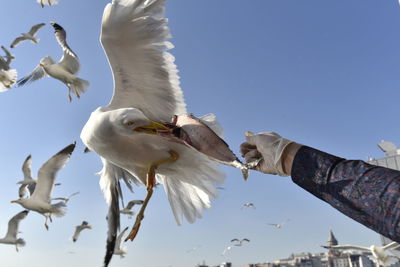 Low angle view of seagull flying against sky