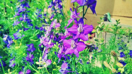 Close-up of purple flowers blooming outdoors