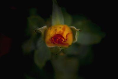 Close-up of rose blooming outdoors