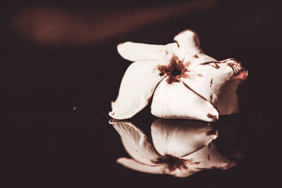 Close-up of white flower over black background