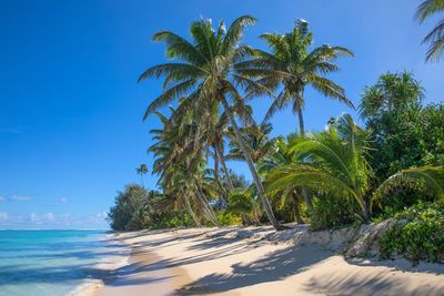 Palm trees on beach against blue sky