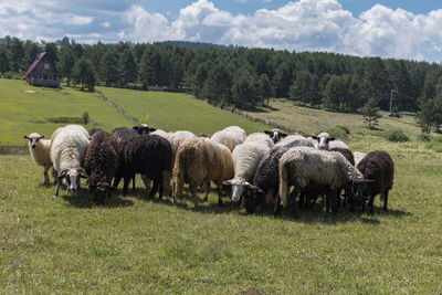 Sheep in a field