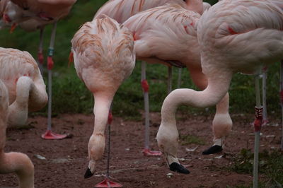 View of flamingos on field