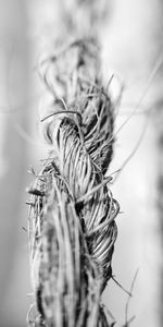 Close-up of dry plant