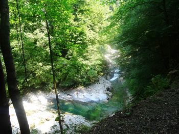 Scenic view of waterfall in forest