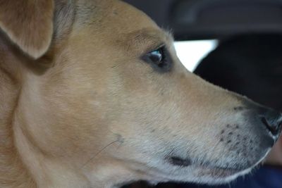 Close-up portrait of dog