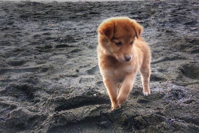 Portrait of dog standing on beach