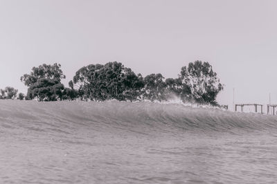 Trees on field against clear sky