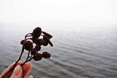 Close-up of hand holding dried buds over lake against clear sky