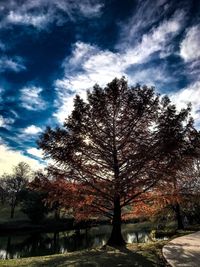 Trees on landscape against sky