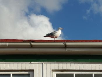 Low angle view of seagull perching on wall against sky