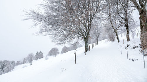 Bare trees on snow covered land against sky