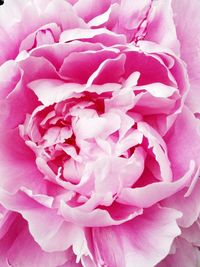 Close-up of pink flower