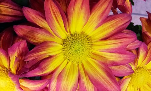 Close-up of yellow flower