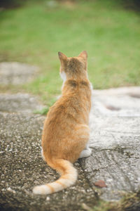 Pictures of cute stray cats that live on the remote cat island of ogamijima, miyakojima, okinawa.