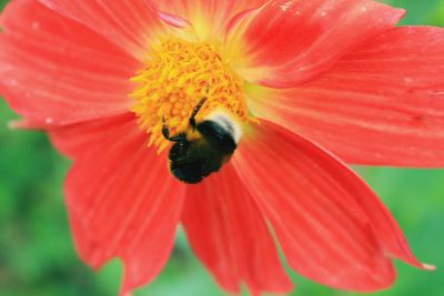 Close-up of bee on red flower