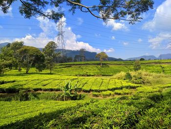 Scenic view of agricultural field against sky