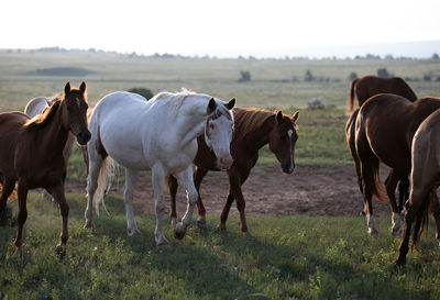 Horses on field