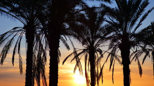 Low angle view of silhouette trees against sky during sunset