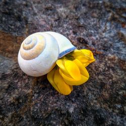 Close-up of snail on yellow flower