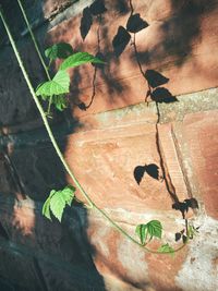 High angle view of leaves on wall