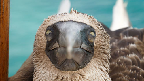 Close-up portrait of owl