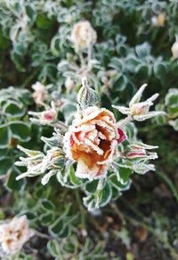 Close-up of flowers blooming outdoors