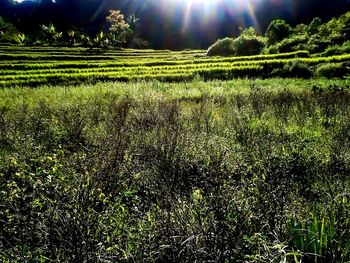 Scenic view of field against sky