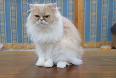 White cat sitting on table
