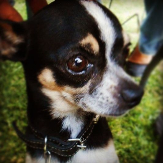 one animal, animal themes, dog, domestic animals, pets, mammal, focus on foreground, close-up, part of, unrecognizable person, animal head, men, looking at camera, portrait, black color, person, animal body part