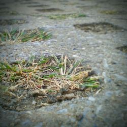 High angle view of grass