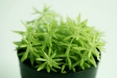 Close-up of potted plant against white background