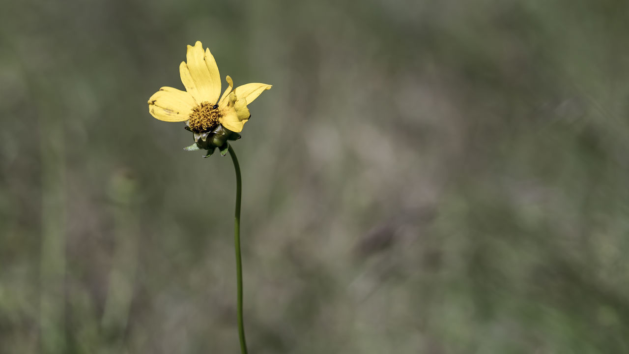 Coreopsis lanceolata