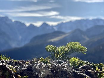 Close-up of plant against mountains