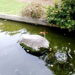 High angle view of duck in lake