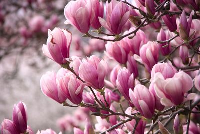 Close-up of pink magnolia