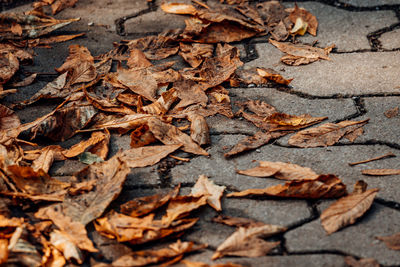 Full frame shot of dried leaves on field