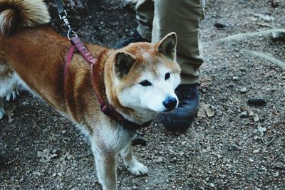 Low section of dog standing outdoors