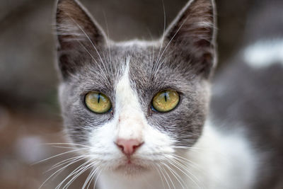 Close-up portrait of cat